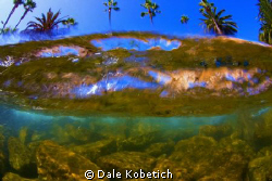 This is a Breaking wave  allthough I titled this " Palm T... by Dale Kobetich 